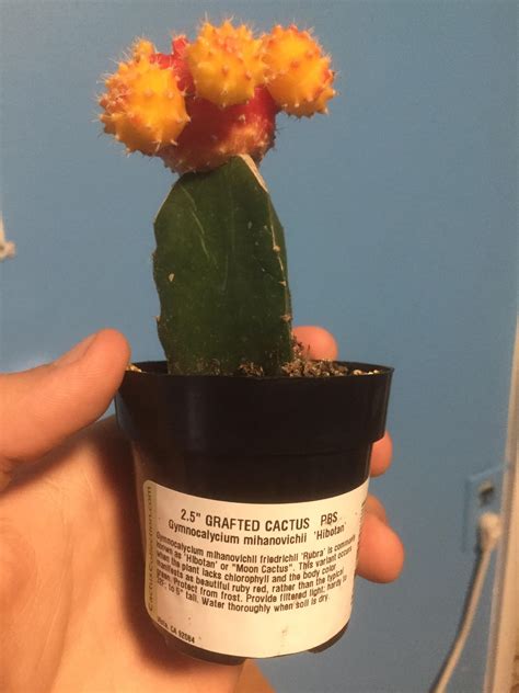 Just got a moon cactus! But i was winder no how often i should water it ...