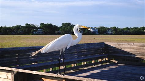 About Snee Farm | Schools, Demographics, Things to Do - Homes.com