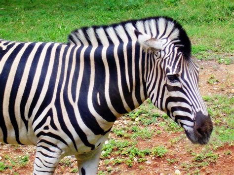 Image result for Zebra Voice