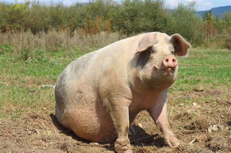 Picture of a big pig