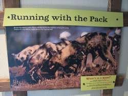 ZooLex Exhibit - Predators of the Serengeti: African Hunting Dog