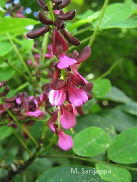 India Flora Online