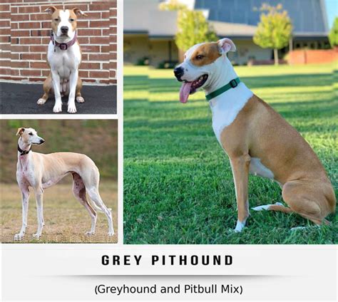 11 Most Popular Greyhound Mix Dog Breeds - HubPages