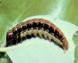 Forestry :: Pest Management