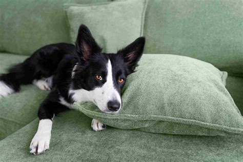 Chronic diarrhea: new strategies for the rational use of antibiotics in dogs