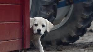 Budweiser Dog Commercial 的图像结果