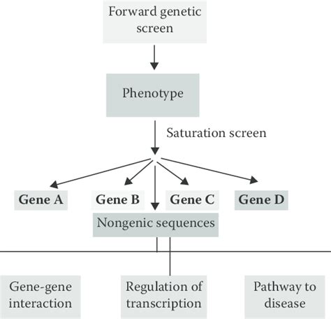 Image result for Forward Genetic Screen