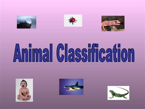 Why Is Classification of Animals Needed 的图像结果