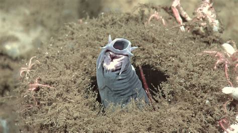 US Navy creates hagfish inspired, military-grade slime to trap enemy ...