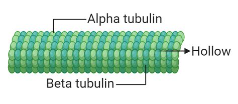 Image result for Actin Polymerization Process