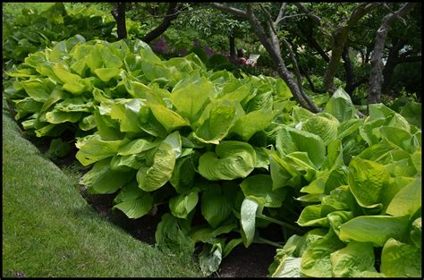 Hosta 'Sum and Substance' - Kiefer Nursery: Trees, Shrubs, Perennials