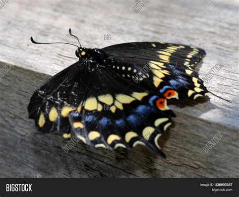 Yellow And Black Butterfly