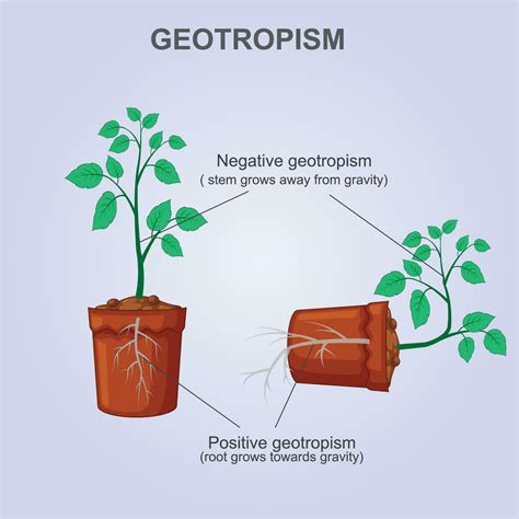 Positive and negative geotropism gravitropism, gravity .The Plant Differential Growth in ...