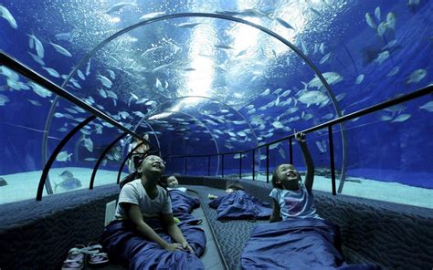 2022上海海洋水族馆-旅游攻略-门票-地址-问答-游记点评，上海旅游旅游景点推荐-去哪儿攻略