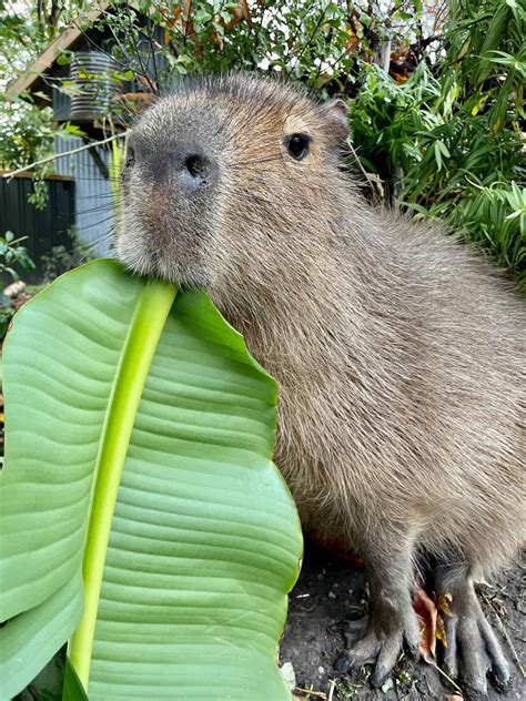 Capybaras as Pets: Can You Do This and… Should You? - The Pet Savvy