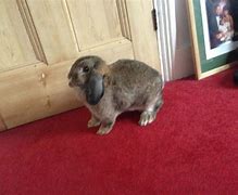 Image result for Spring Bunnies Animals