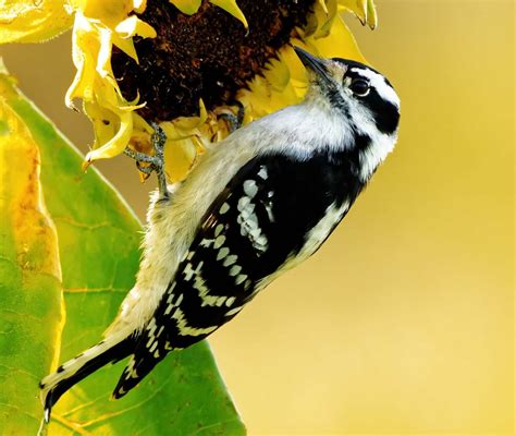 13 BLACK and WHITE Birds Found in Massachusetts! - Bird Watching HQ