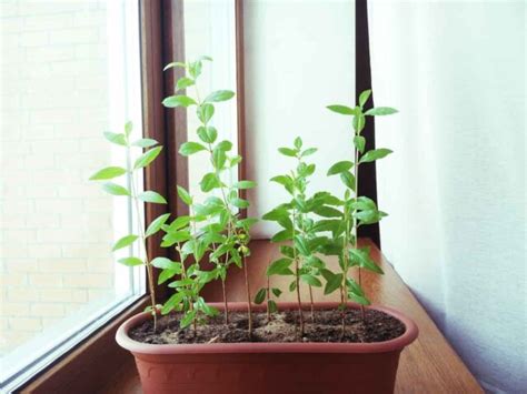 Pomegranate Tree Growing Tips 的图像结果