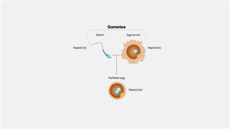 Image result for Gamete Example