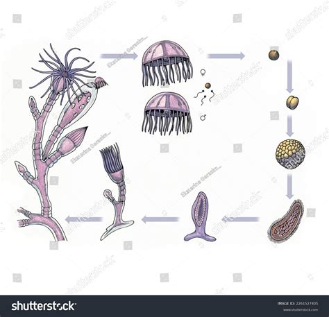 Obelia Life Cycle
