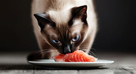 Best fish for cats: 5 types of fish are good for a cat’s health? A qui ...