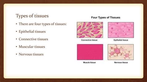 Image result for Types of Tissues