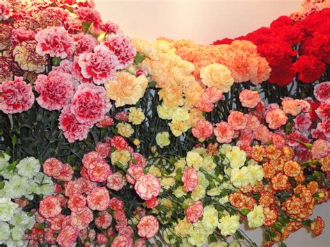 Imágenes de los Claveles más bellos y coloridos | Claveles, Jardineria ...