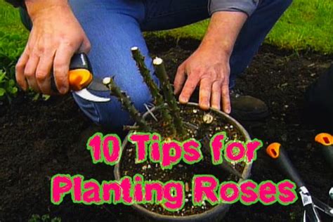 Planting Roses Tips 的图像结果