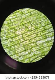 High Resolution Microscope Cell 的图像结果