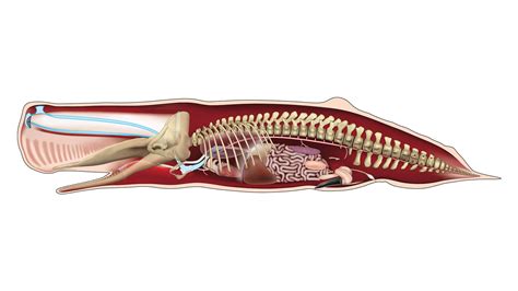 Blue Dork Whale Anatomy