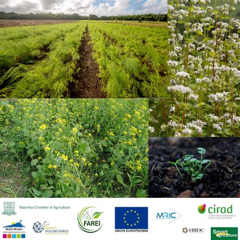 Les engrais verts - Mauritius Chamber of Agriculture