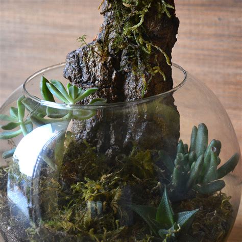 Simba's Abode Terrarium Kit
