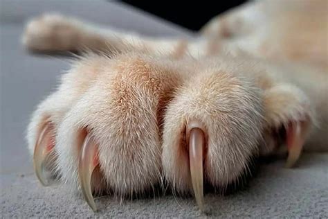 Dites STOP aux traces de griffes de chat sur vos meubles