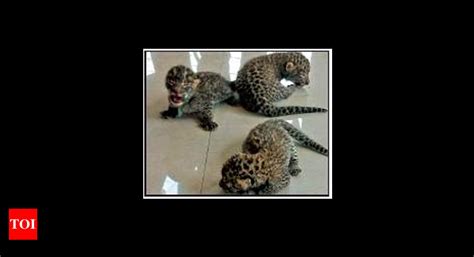 Bijnor's forest dept seeks rescue centre for leopard cubs | Meerut News ...