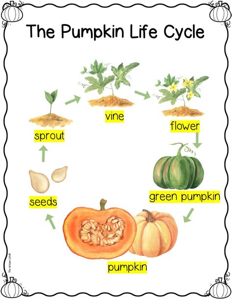 Free Printable Pumpkin Life Cycle Poster | Pumpkin life cycle, Pumpkin ...