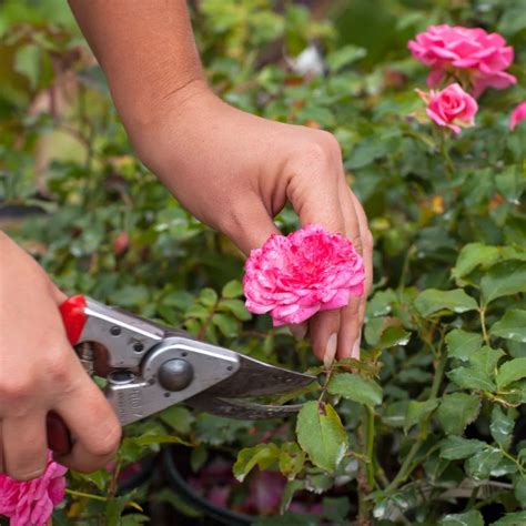 Fall Rose Pruning