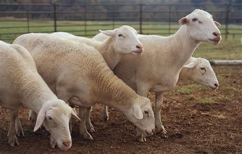 White Dorper Sheep - Biltmore Livestock - Asheville, North Carolina
