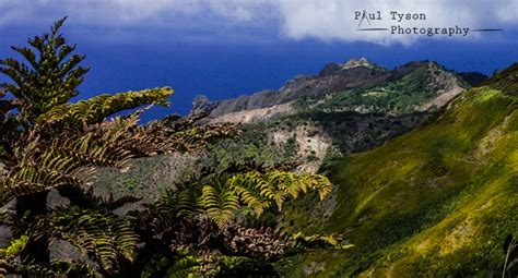 Image result for St. Helena Tree Felling