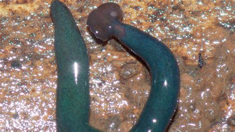 Image result for Alien Worms Invasion