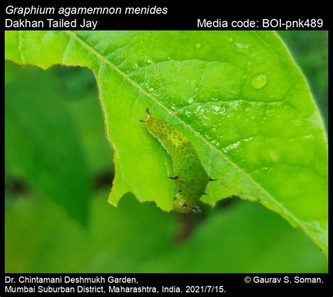 Graphium agamemnon menides | Butterfly