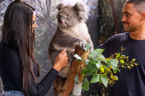 Wildlife Park, Winery & Dolphin Cruise - VIP Small Group Tour - Klook India