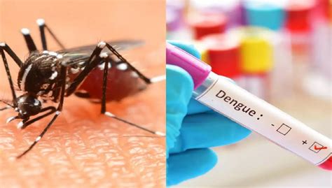 Attention breeding season dengue fever mosquitoes start next June ...
