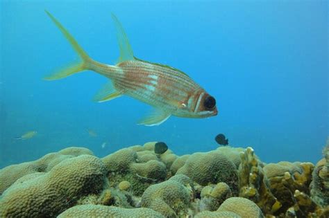 Dive connections - Isla Baru | Tripadvisor