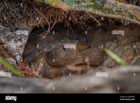 Image result for Using Camera to Explore Gopher Tortoise Burrow