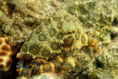 Image result for Blue-Ringed Octopus Range
