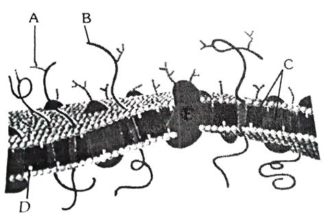Given elow is the diagram of plasma membrane. Identify the parts ...
