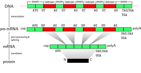 Image result for Protein Synthesis Overview Diagram