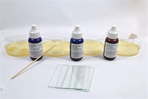 Buy Science Kit - Introduction to Microbiology: Bacterial Growth ...