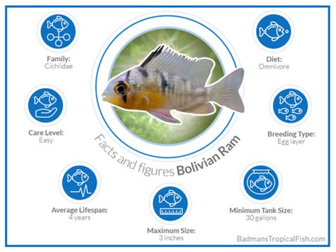 Bolivian Ram 2.3 inches | FRESHWATERAQUATICA