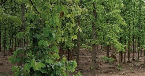 Sal tree: A Drive Throught Sustainable Networks|By Manorama